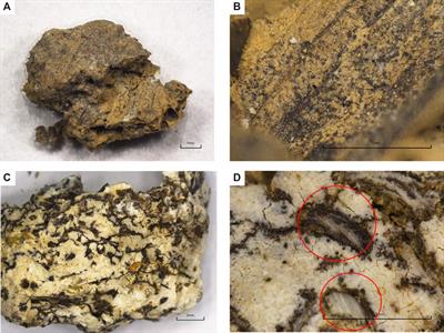 Different Human–Dog Interactions in Early Agricultural Societies of China, Revealed by Coprolite